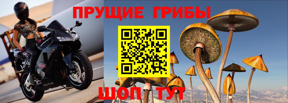 Псилоцибиновые грибы Psilocybine cubensis Иркутск